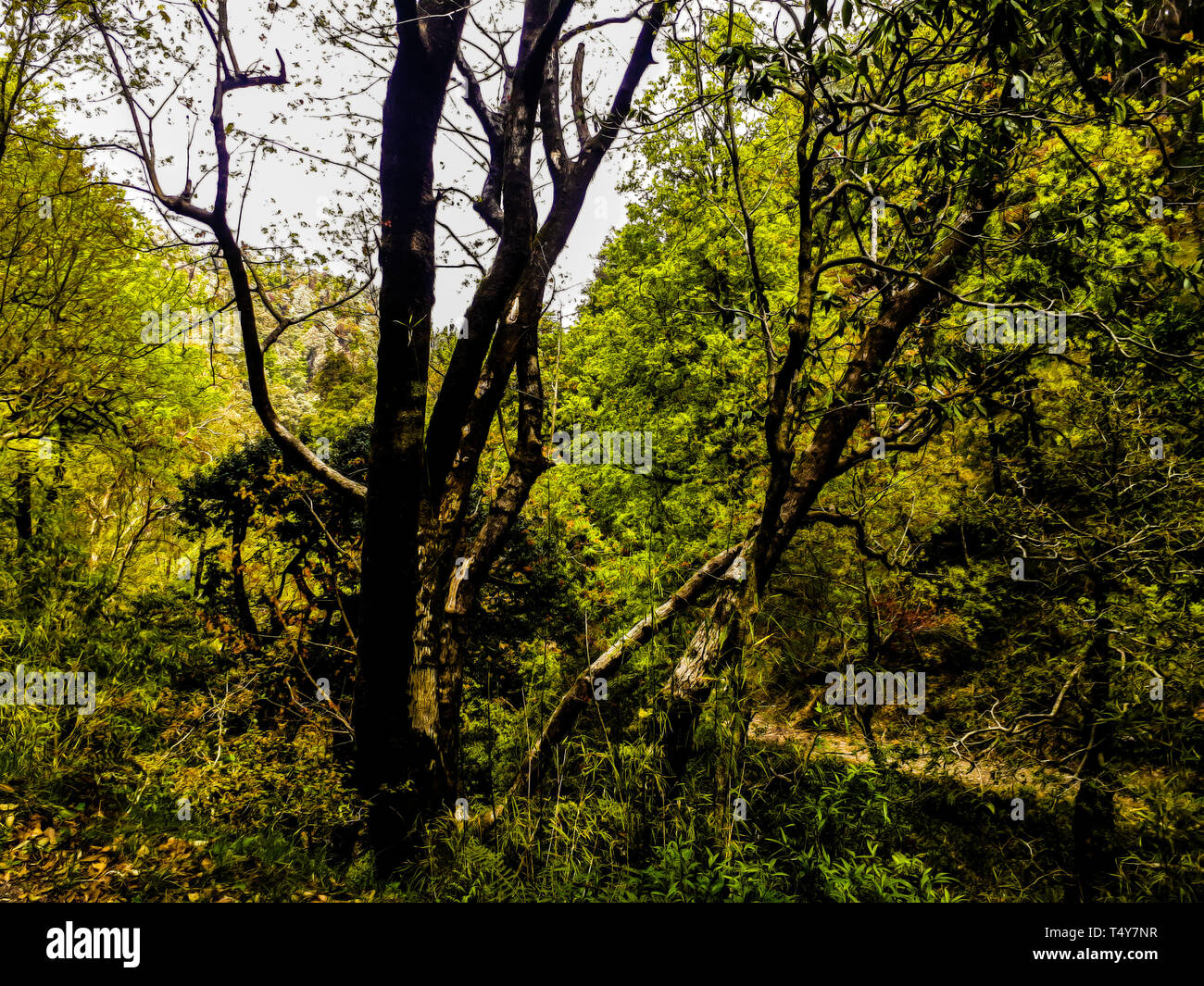 Ein Baum Bündel im Tal in Nainital Stockfoto