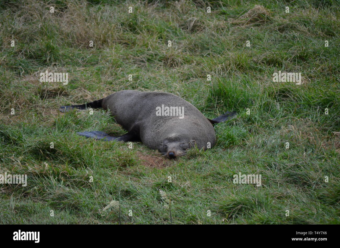 Seelöwen in Neuseeland - Dunedin Stockfoto