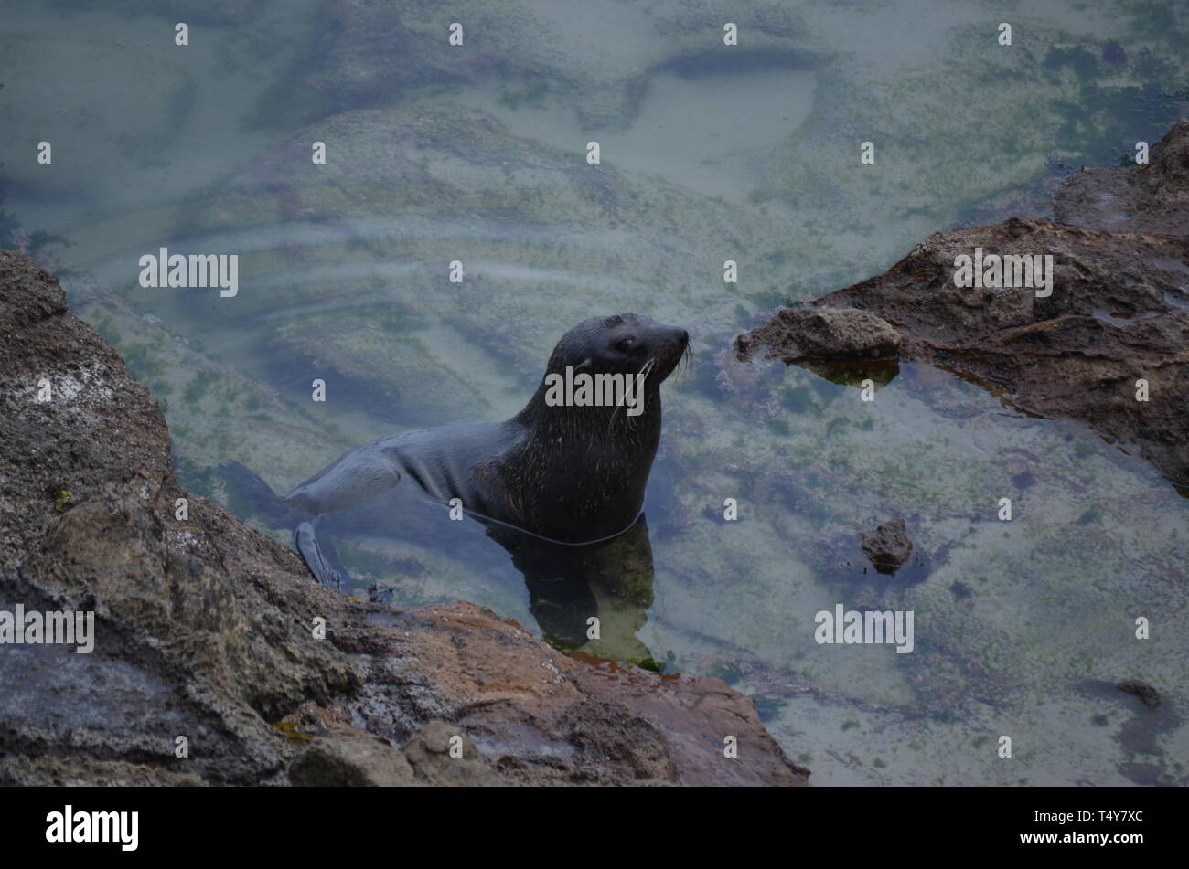 Seelöwen in Neuseeland - Dunedin Stockfoto