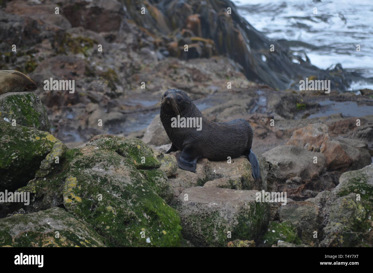 Seelöwen in Neuseeland - Dunedin Stockfoto