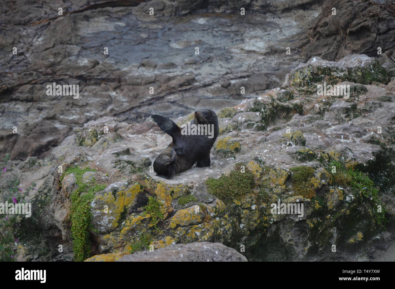 Seelöwen in Neuseeland - Dunedin Stockfoto