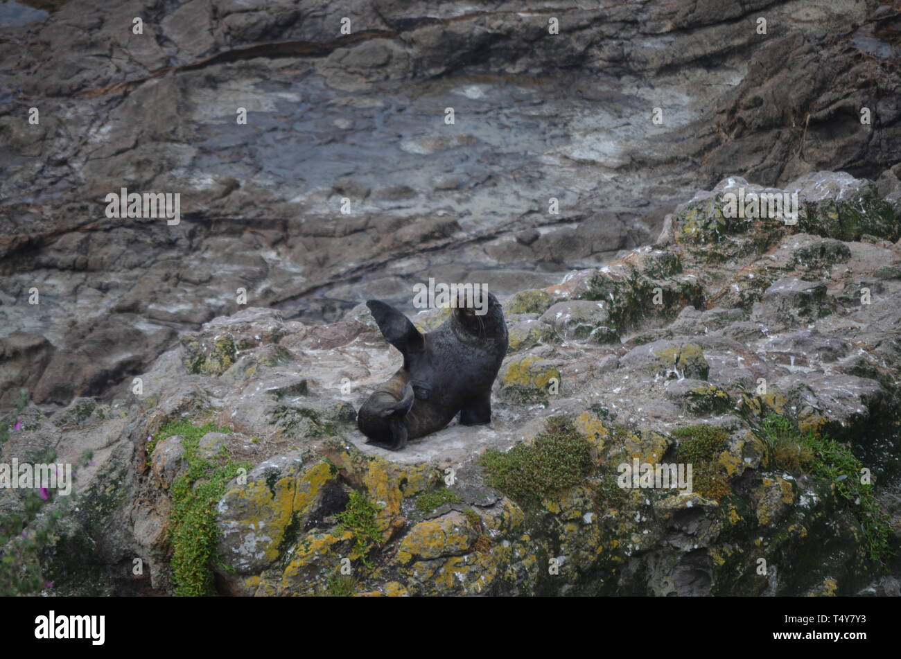 Seelöwen in Neuseeland - Dunedin Stockfoto