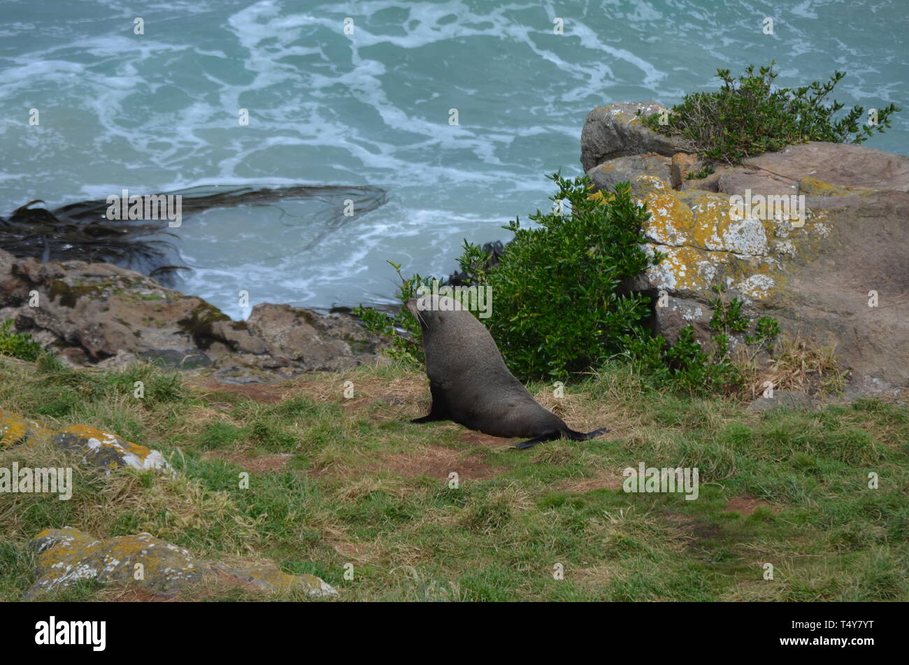 Seelöwen in Neuseeland - Dunedin Stockfoto