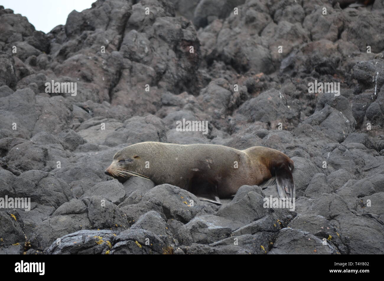 Seelöwen in Neuseeland - Dunedin Stockfoto