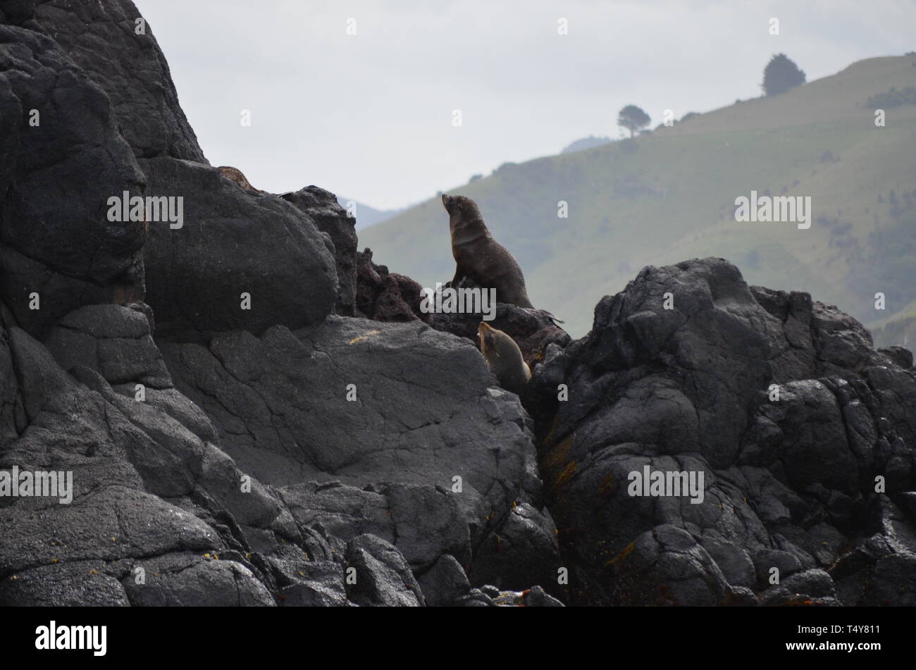 Seelöwen in Neuseeland - Dunedin Stockfoto