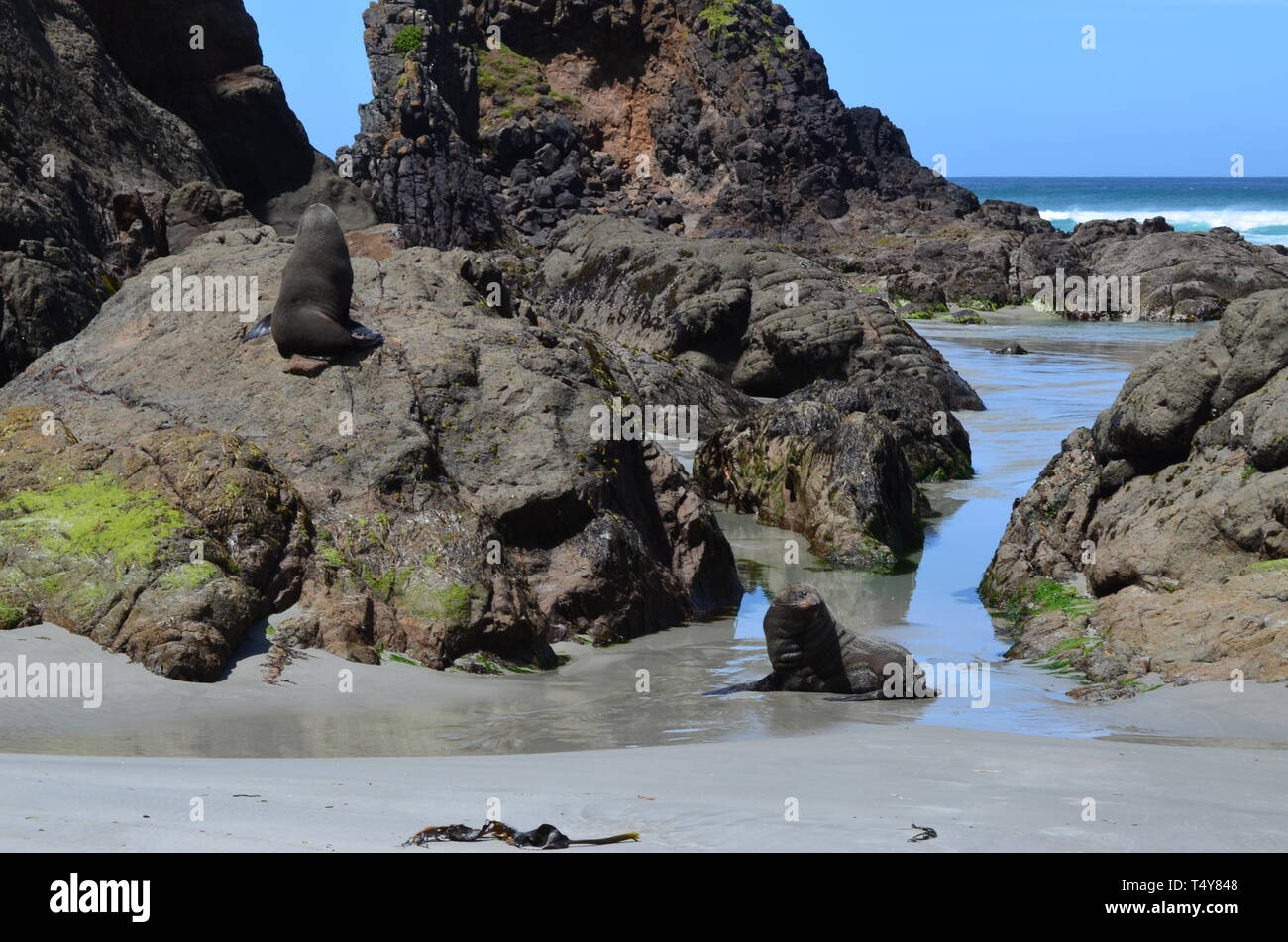 Seelöwen in Neuseeland - Dunedin Stockfoto