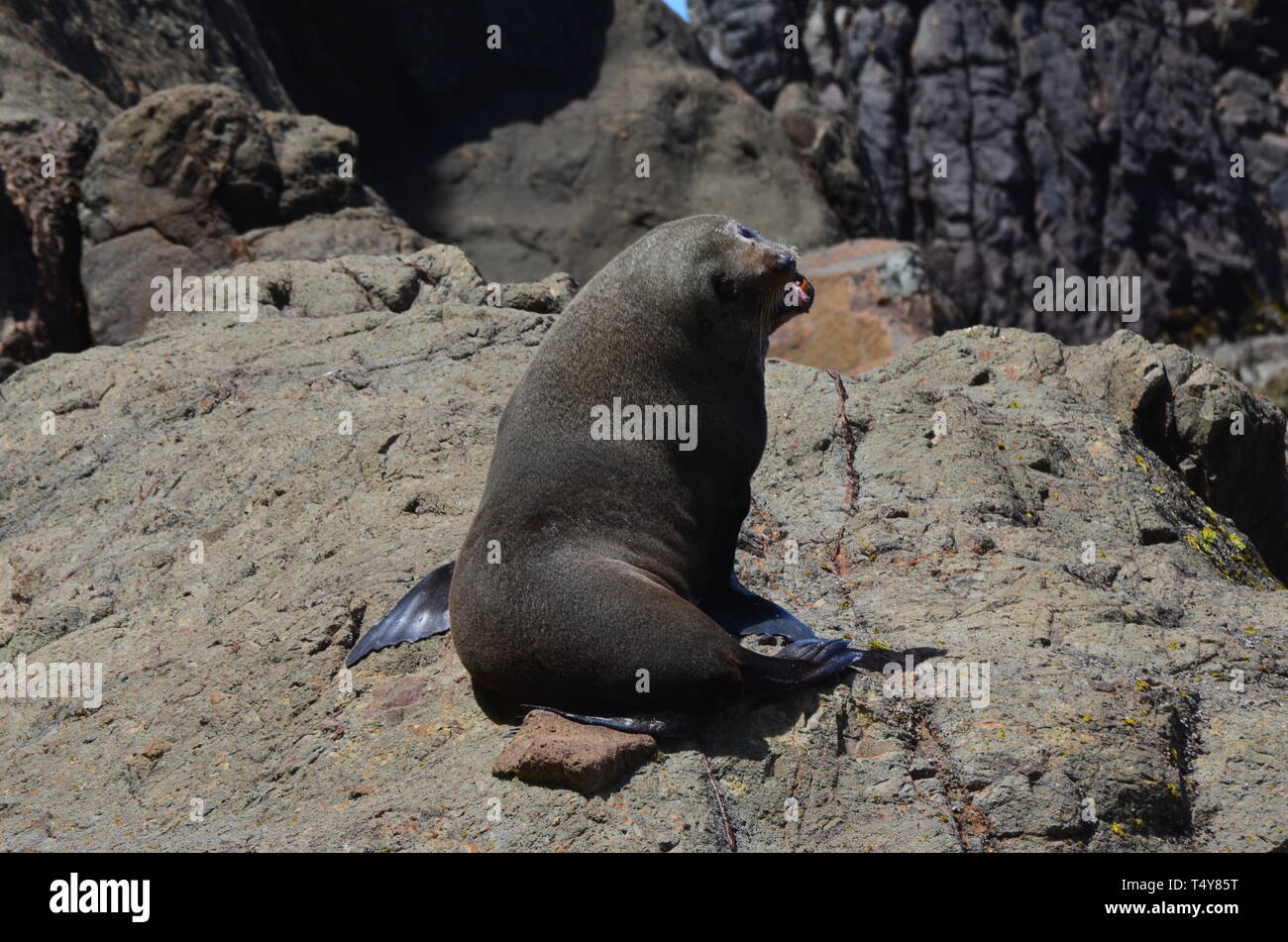Seelöwen in Neuseeland - Dunedin Stockfoto