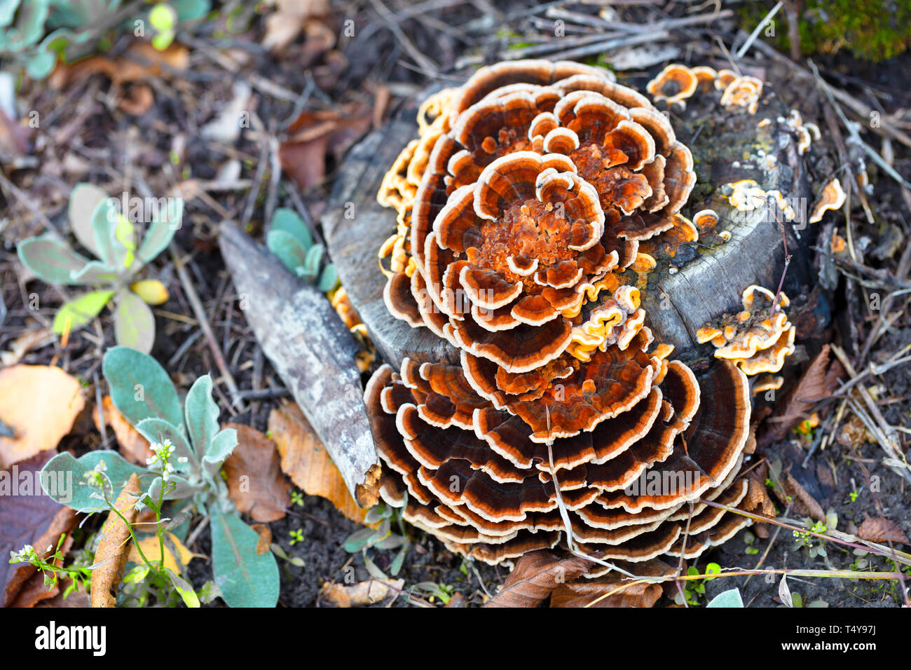 Helles orange mushroom Laetiporus sulfureus (ein Huhn von einem Baum), wächst auf einem alten verrotteten Baumstumpf in einem Herbst Park Stockfoto