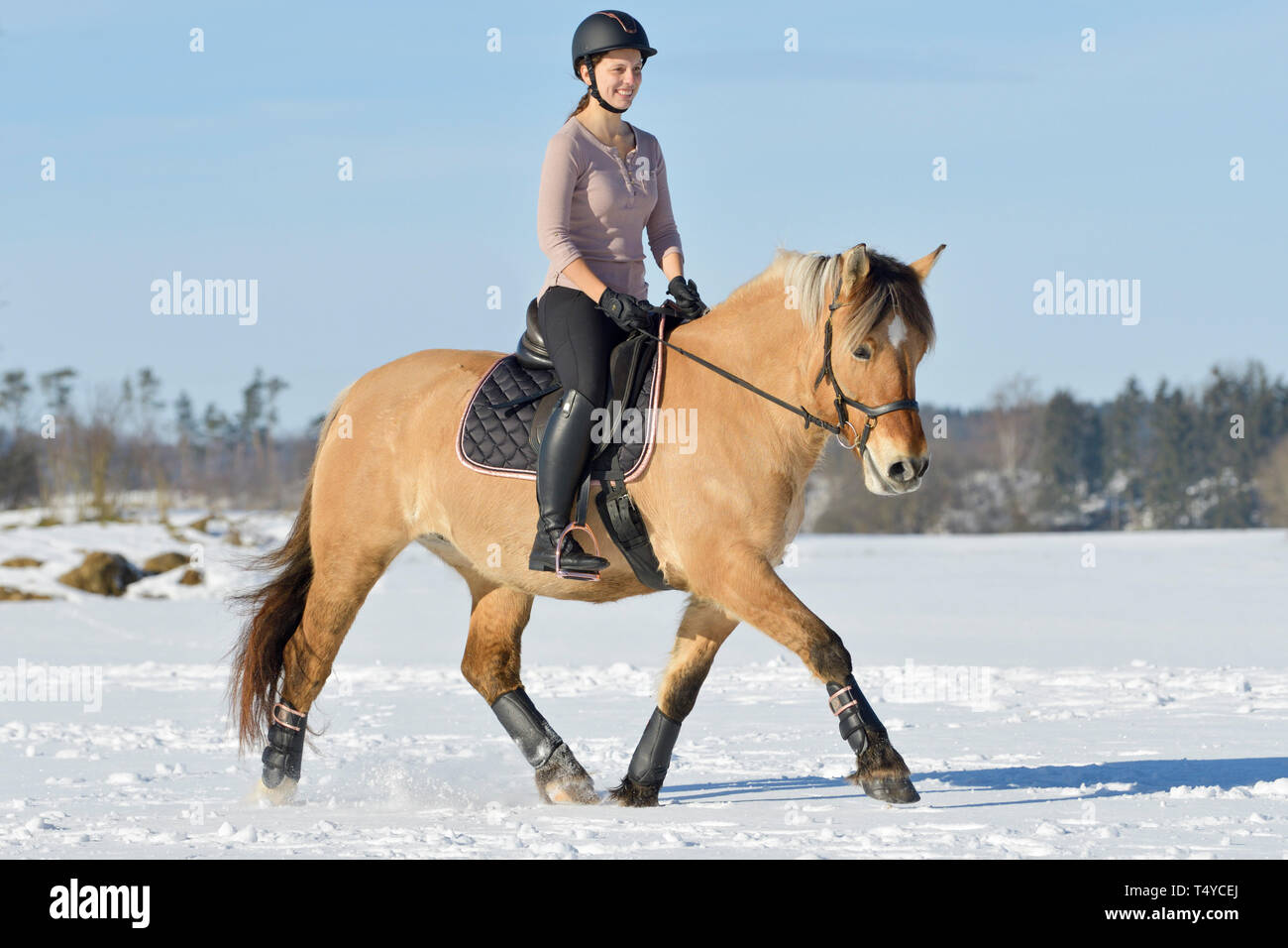 Reiter auf dem Rücken von einem Norwegischen Fjord Reiten im Schnee, Outfit in Schwarz und Rose Gold Stockfoto