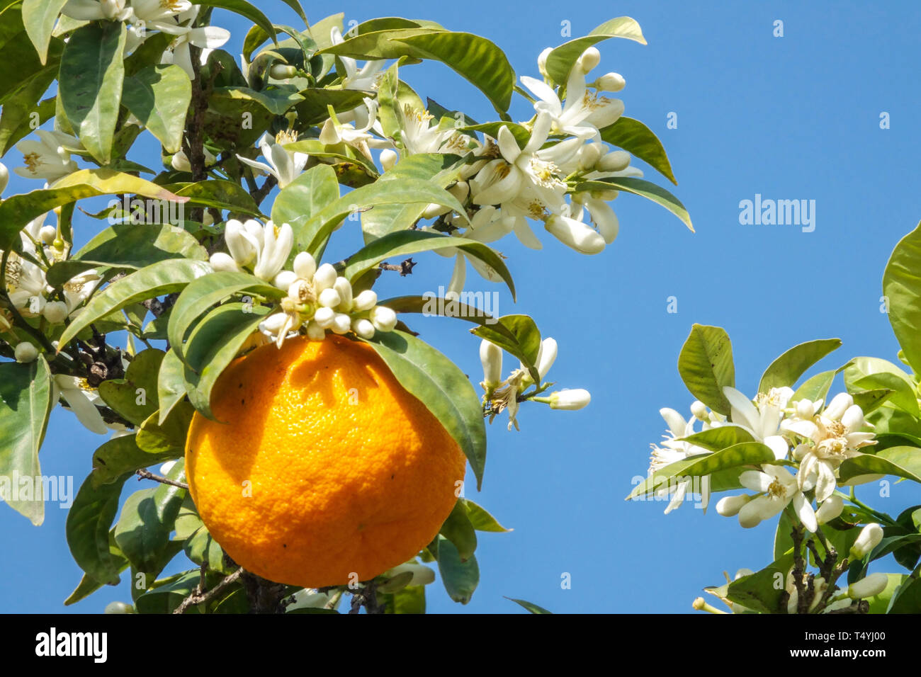 Orangenblüte Spanien Valencia Orangenblüte spanischer Sonnenschein Orangenblüten und Früchte, weiße Blüten Stockfoto