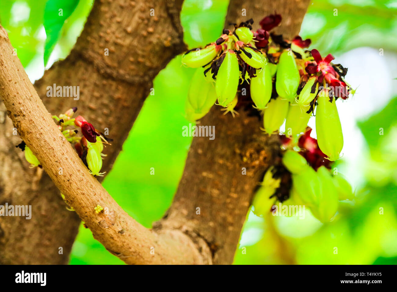 Bilimbi ist eine Frucht Baum handelt es sich um eine relative