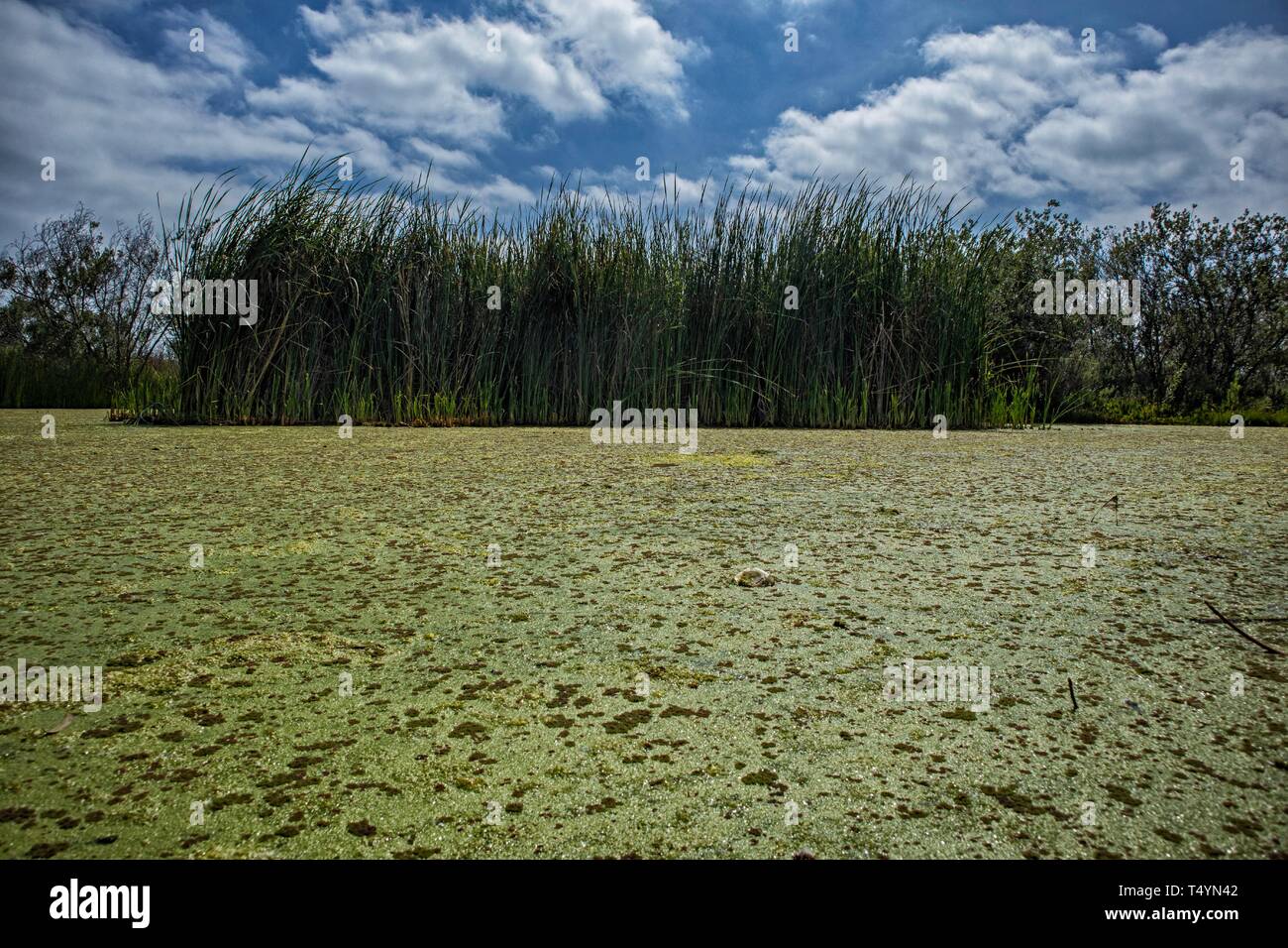 Algen im Ballona Wetlands Stockfoto