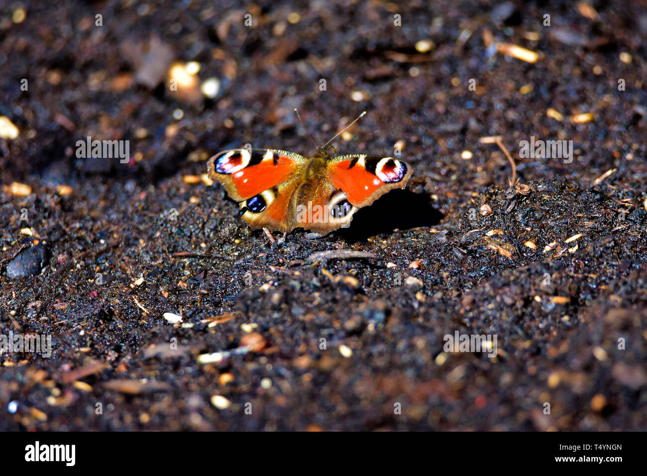 Bunter Schmetterling auf dem Boden sitzend. Stockfoto