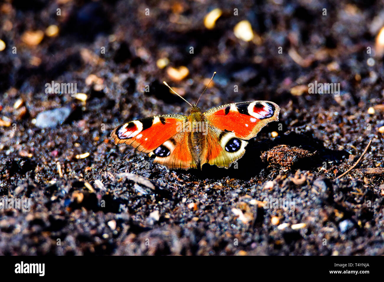 Bunter Schmetterling auf dem Boden sitzend. Stockfoto