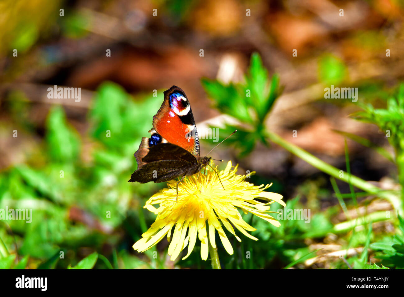 Bunter Schmetterling auf einer Blume. Stockfoto
