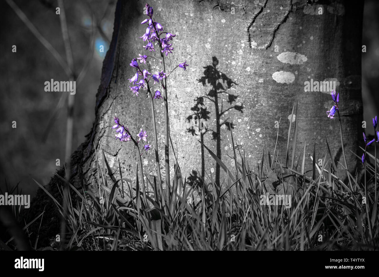 Bluebells in 3 Schwestern Naturschutzgebiet, Ellesmere Park, Manchester Stockfoto