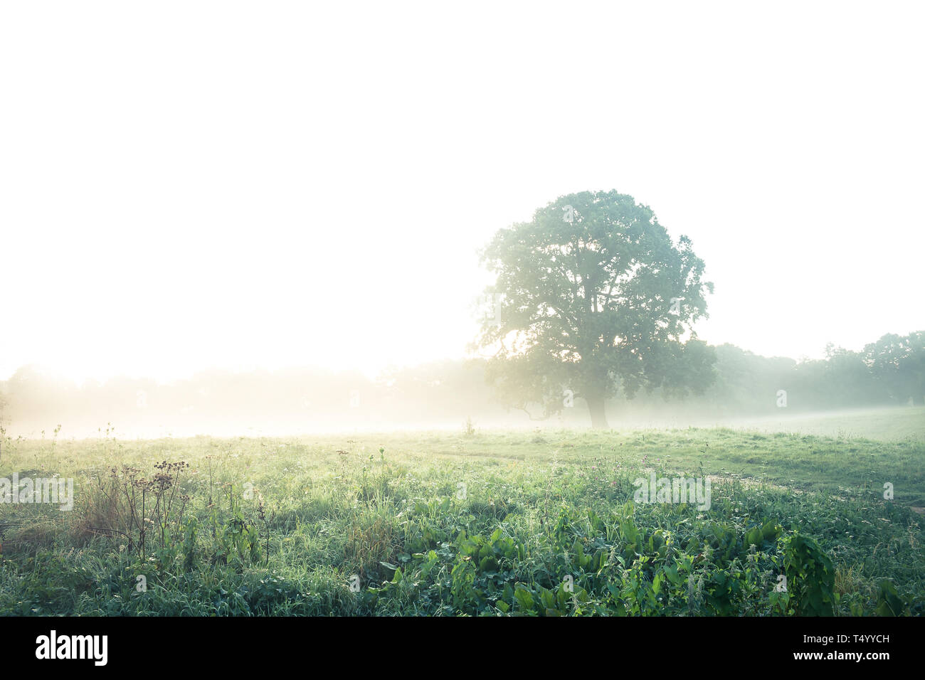 Ein Baum auf einem nebelhaften Feld am Morgen. Die Sonne geht über Bäumen im Hintergrund. Stockfoto