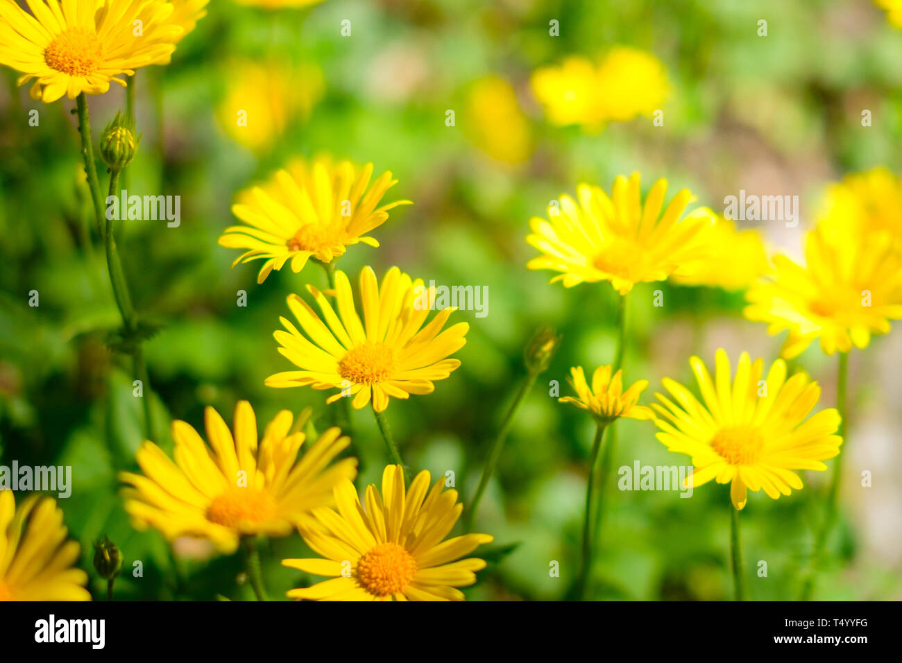 Ostern Blumen in der Wiese, gelbe daisy flower Feld im Frühling Stockfoto