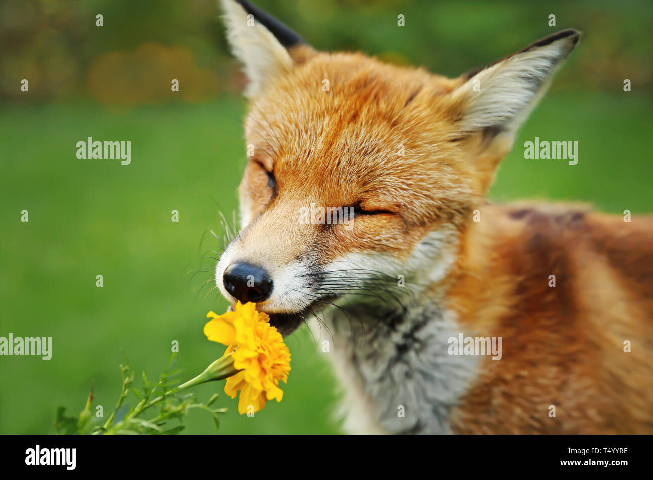nahaufnahme-eines-red-fox-riechende-marigold-flower-uk-t4yyre.jpg