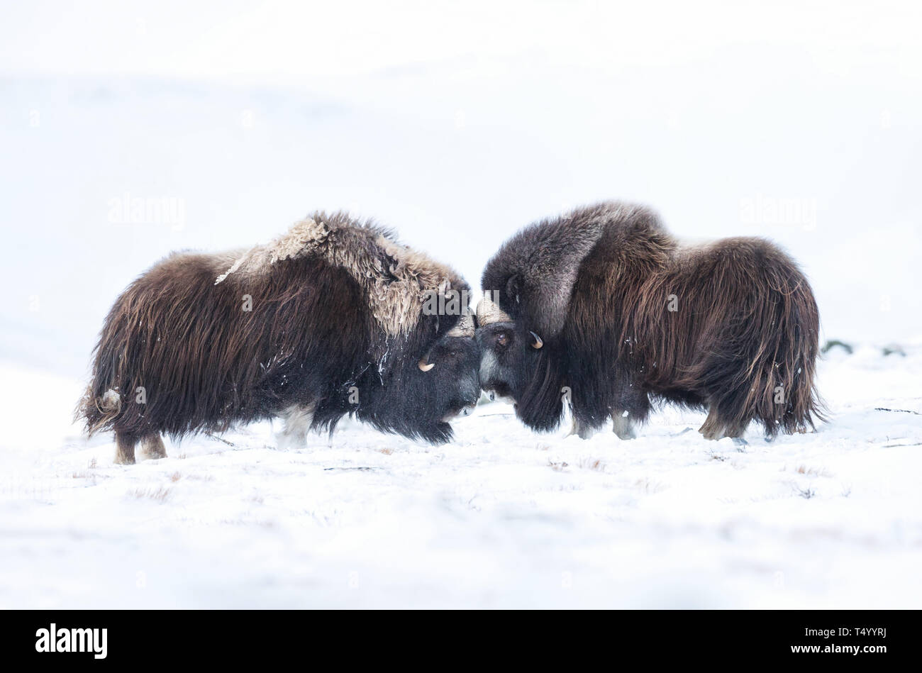 In der Nähe von Moschusochsen Männer im Winter, Norwegen kämpfen, Dovrefjell Nationalpark. Stockfoto