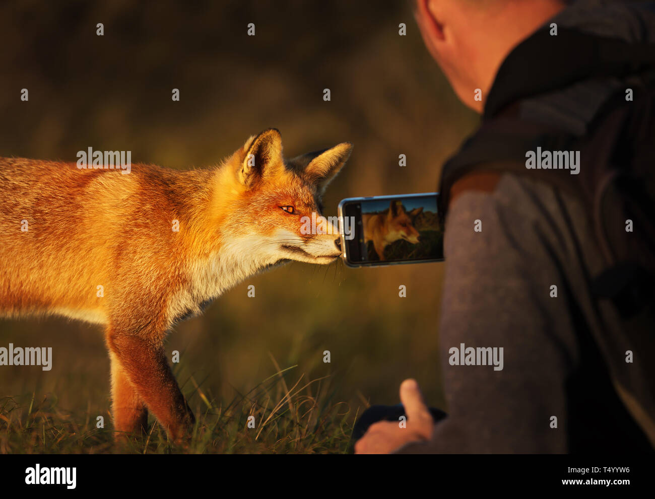 Fotografen, Bild von einem Red Fox mit einem Smartphone. Stockfoto