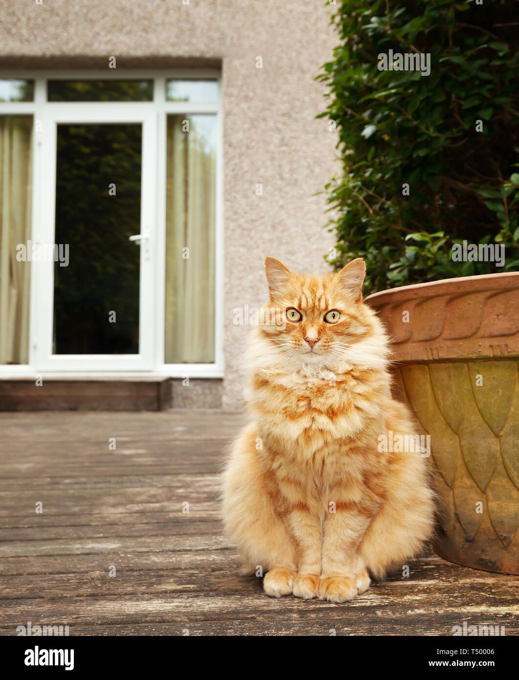 Nahaufnahme eines Ginger cat im Hof sitzen, UK. Stockfoto