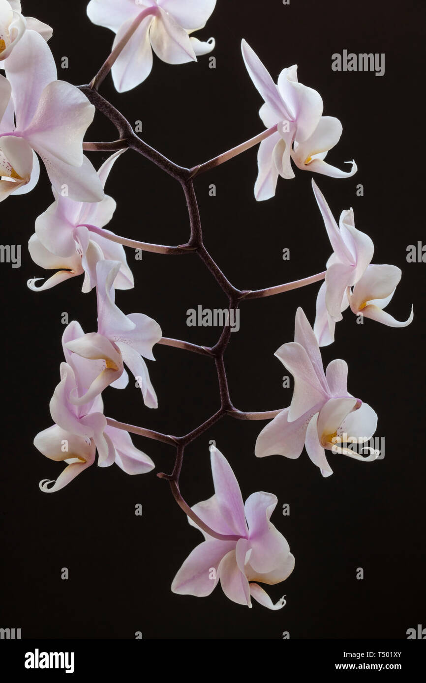 Kleine Orchideen Stockfoto