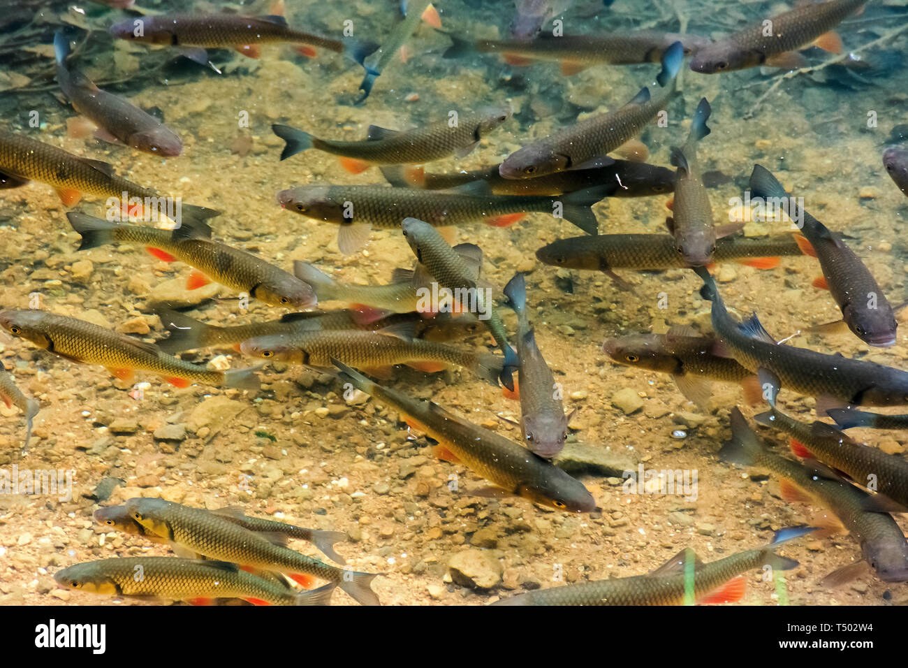 Forellen auf dem Boden des Sees. Viele Fische schwimmen frei im klaren  Wasser. Standort vihorlat See, Slowakei Stockfotografie - Alamy