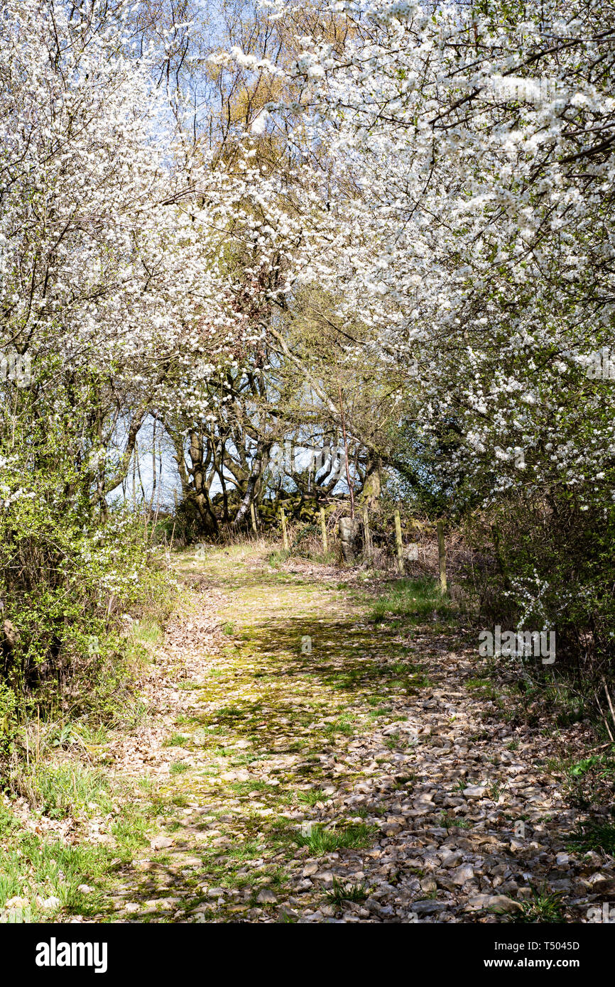 Schlehe (Prunus spinosa) Hecke in Blume, Staffordshire, Großbritannien Stockfoto