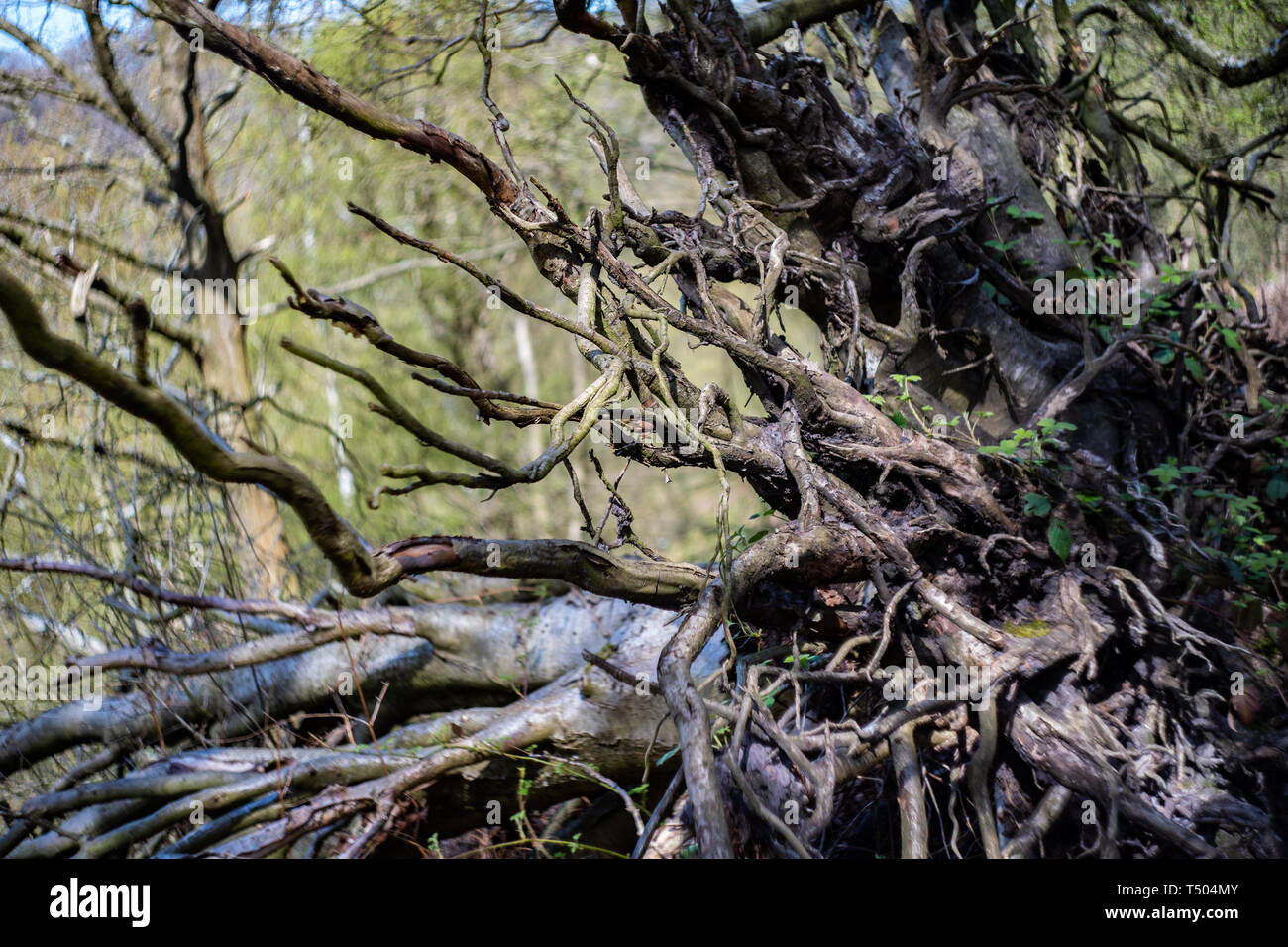 Wurzeln eines gefallenen Baum, Staffordshire, Großbritannien Stockfoto