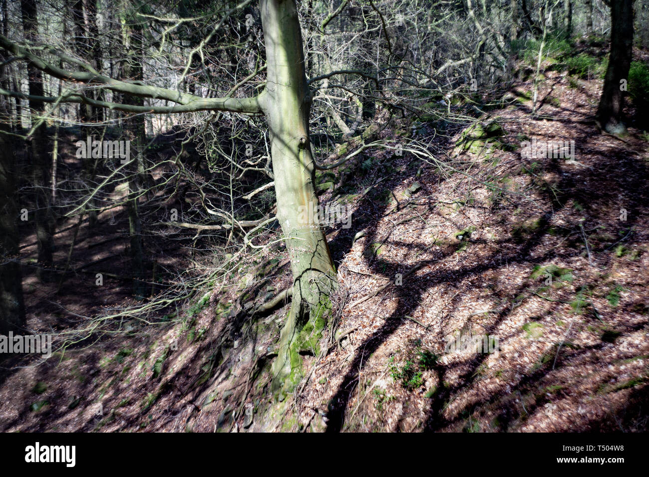 Sonnige Lichtung in einem Wald, Staffordshire, Großbritannien Stockfoto