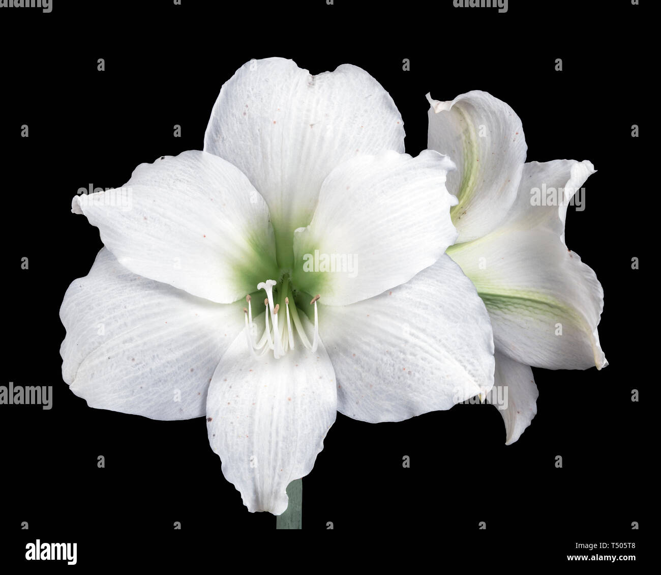 Schöne Ostern Lily Stockfoto