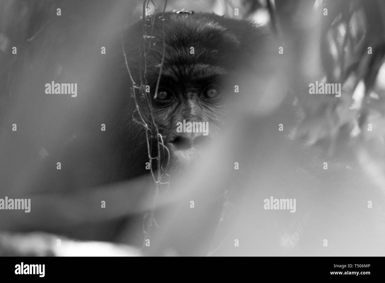 Ein Silverback Gorilla Stiele der Fotograf in der Impenatrable Forrest in Uganda. Stockfoto