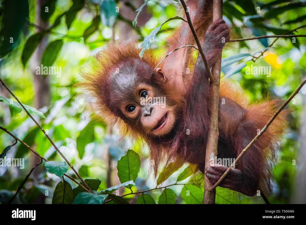 World S Susseste Baby Orangutan Hangt In Einem Baum Im Dschungel Von Borneo Stockfotografie Alamy