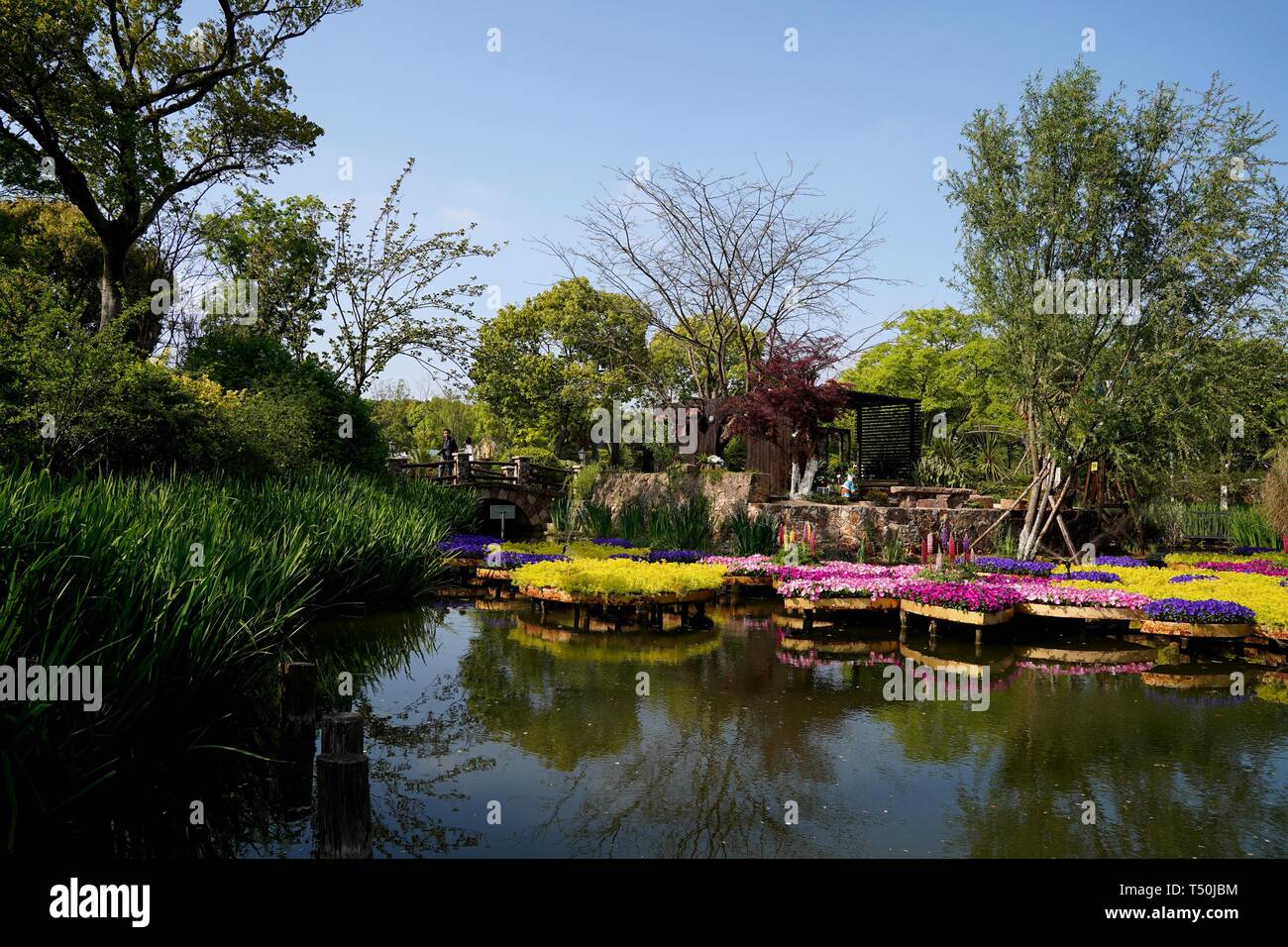 Shanghai. 19 Apr, 2019. Foto aufgenommen am 19. April 2019 zeigt die angezeigten Pflanzen während der 2019 Shanghai Familie Gartenbau Ausstellung in Shanghai, China. Der Gartenbau Ausstellung, Darstellung von mehr als 1.000 Sorten, eröffnet hier Freitag. Credit: Zhang Jiansong/Xinhua/Alamy leben Nachrichten Stockfoto