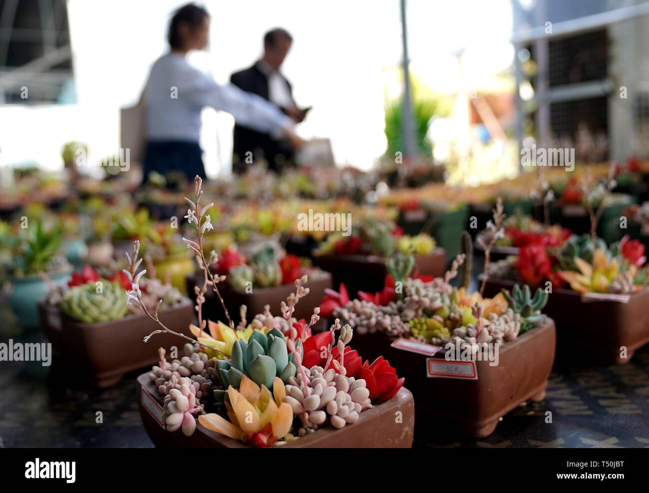 Shanghai, China. 19 Apr, 2019. Touristen sind während der 2019 Shanghai Familie Gartenbau Ausstellung in Shanghai, China, April 19, 2019 gesehen. Der Gartenbau Ausstellung, Darstellung von mehr als 1.000 Sorten, eröffnet hier Freitag. Credit: Zhang Jiansong/Xinhua/Alamy leben Nachrichten Stockfoto