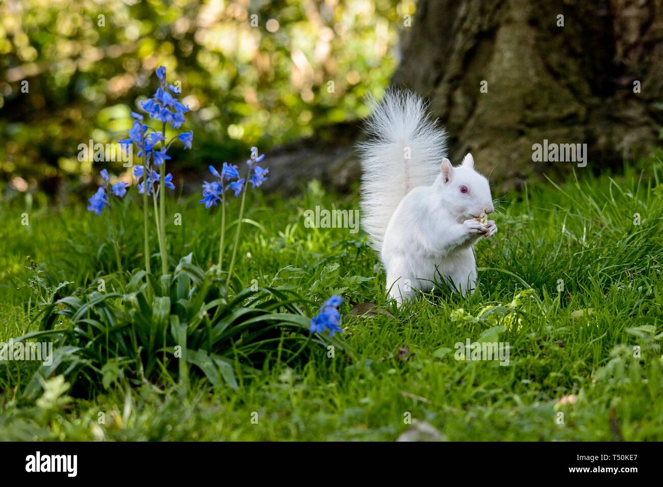 Dieses seltene Albino Grey Eichhörnchen wurde heute Morgen in einem Park in Eastbourne gesichtet und genoss scheinbar das gute Wetter, während er an Ästen knabberte. Echte Albinos haben keine Pigmentierung, was zu rosa Augen und weißem Fell führt und haben oft eine kürzere Lebensdauer als normale Eichhörnchen. Stockfoto