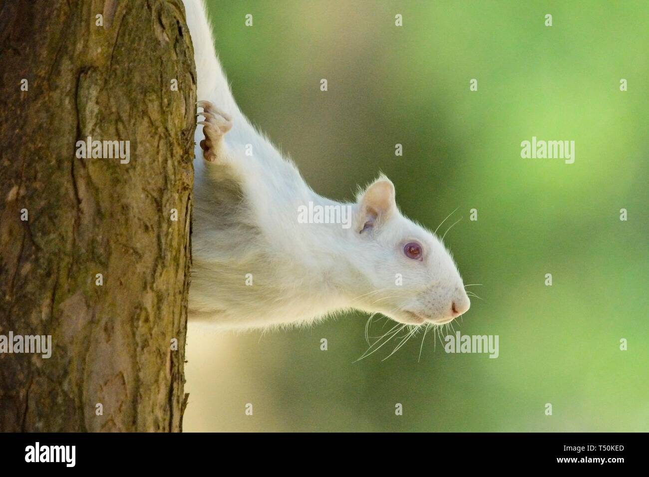 Dieses seltene Albino Grey Eichhörnchen wurde heute Morgen in einem Park in Eastbourne gesichtet und genoss scheinbar das gute Wetter, während er an Ästen knabberte. Echte Albinos haben keine Pigmentierung, was zu rosa Augen und weißem Fell führt und haben oft eine kürzere Lebensdauer als normale Eichhörnchen. Stockfoto