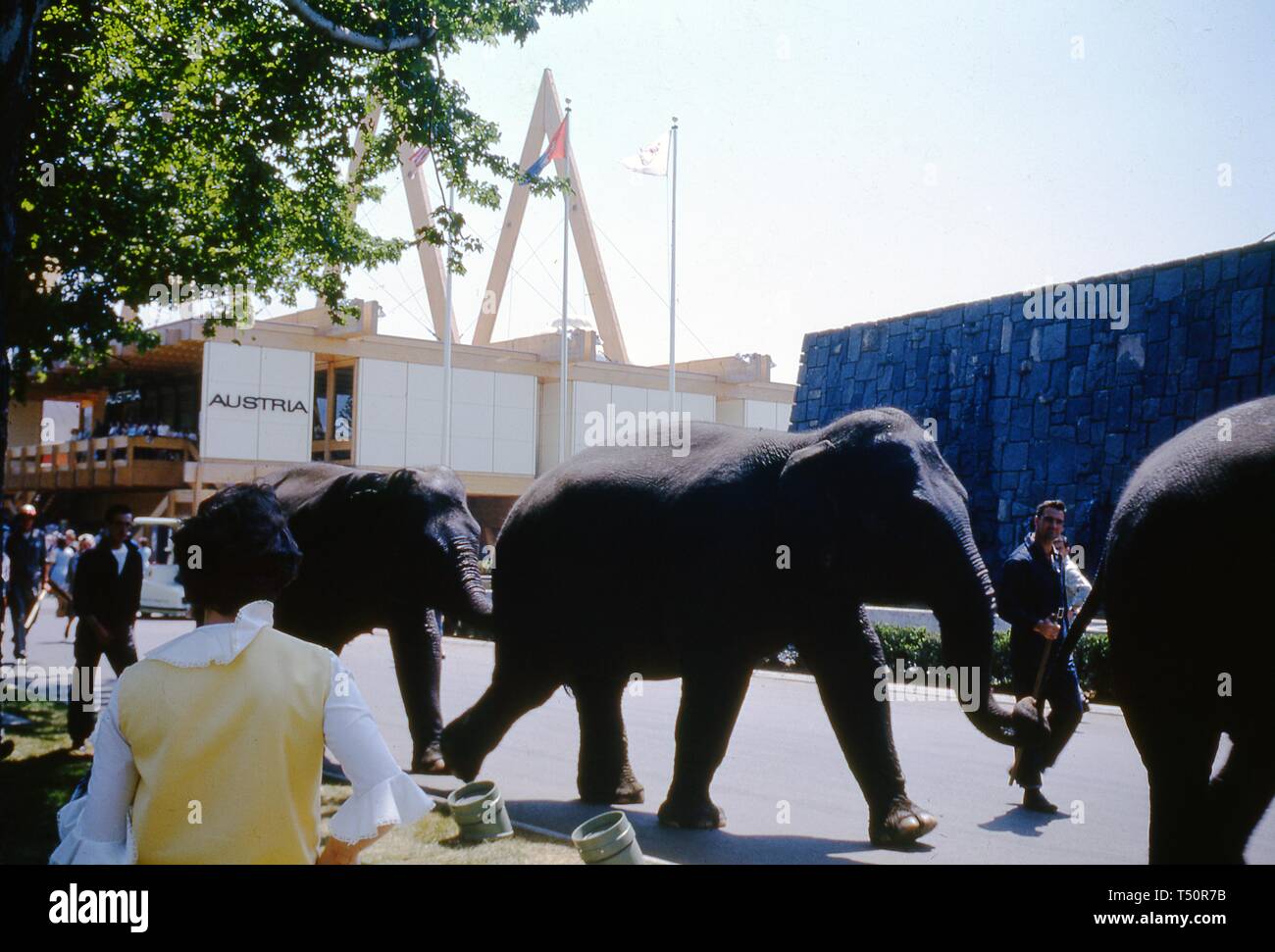 Umstehende Personen beobachten, wie die Hüter ein Zug der Elefanten entlang eines gepflasterten Bereich in der Nähe der Österreich Pavillon führen, an einem sonnigen Tag, in New York World's Fair, Flushing Meadows Park, Queens, New York, Juni 1964. () Stockfoto