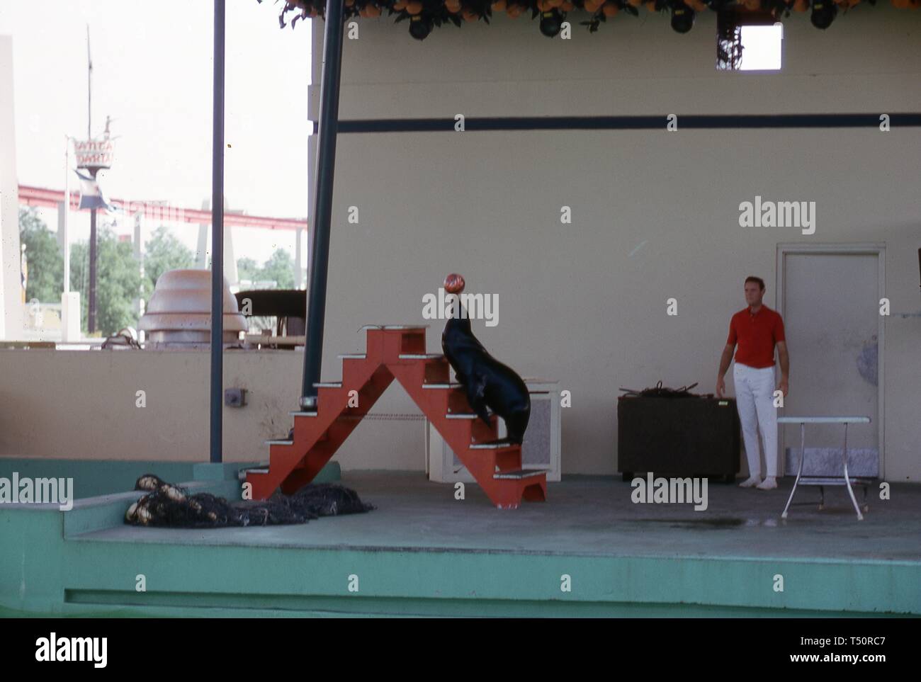 Ein Trainer steht im Hintergrund eine Dichtung gleichzeitig auf eine Treppe stellen und einen Ball auf die Nase, die Florida Pavillon, 1964 in New York World's Fair, Flushing Meadows Park, Queens, New York, 1964. () Stockfoto