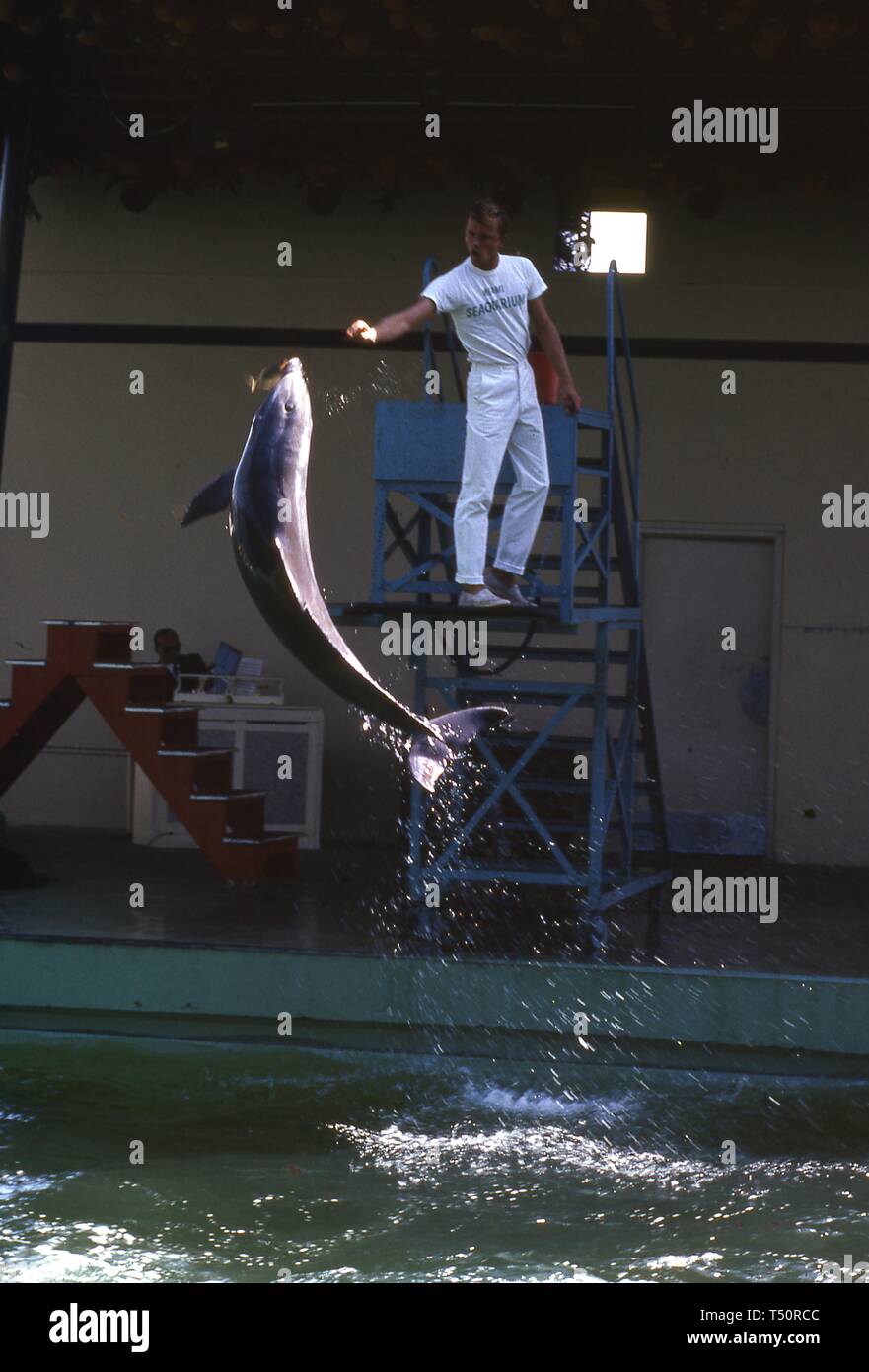 Ein Seehund Sprünge auf die ausgestreckte Hand eines Miami Seaquarium, Trainer, die Florida Pavillon, 1964 in New York World's Fair, Flushing Meadows Park, Queens, New York, Mai, 1964. () Stockfoto