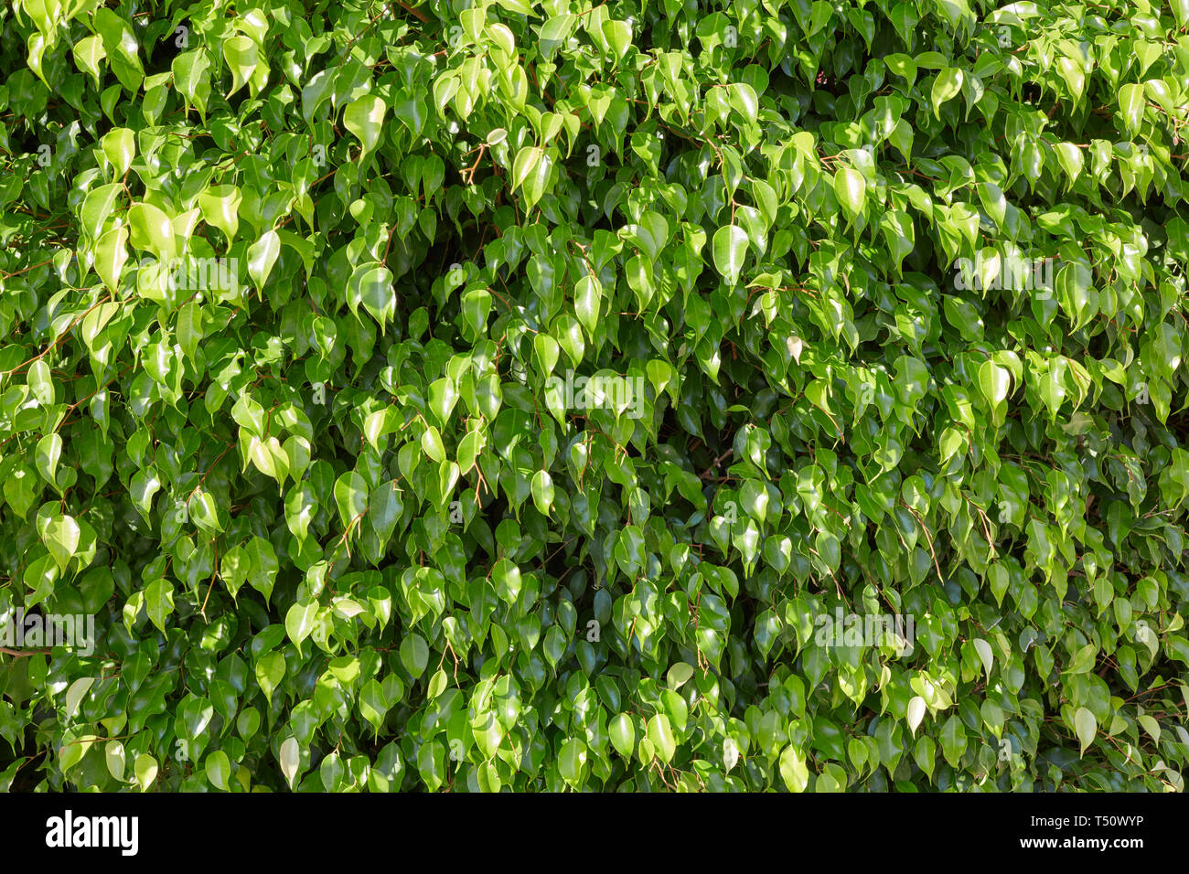 Frische grüne Blätter Textur Hintergrund an einem sonnigen Tag Stockfoto