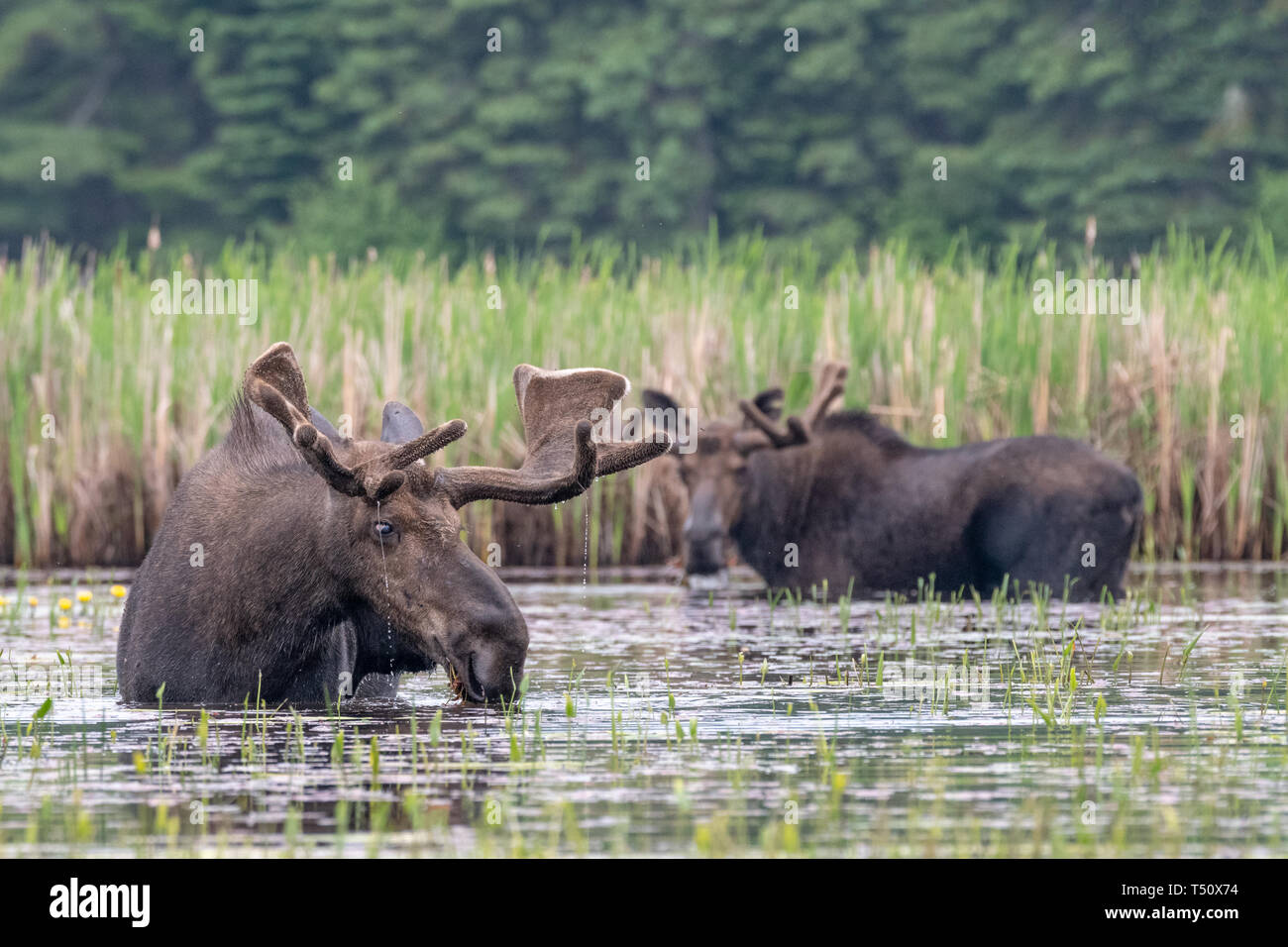 Spring Bull Moose, Algonquin Park, Ontario, Kanada Stockfoto