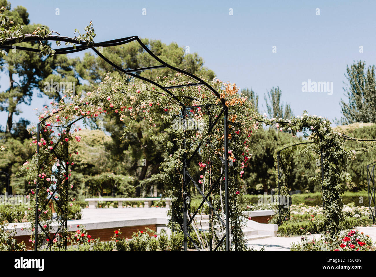 Rosaleda Rosengarten im Parque del Buen Retiro in Madrid, Spanien Stockfoto