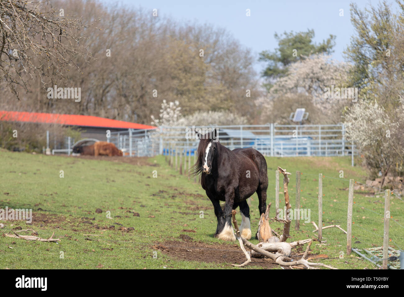 Irish Cob stehen auf einer Wiese mit einem grünen Feld Stockfoto