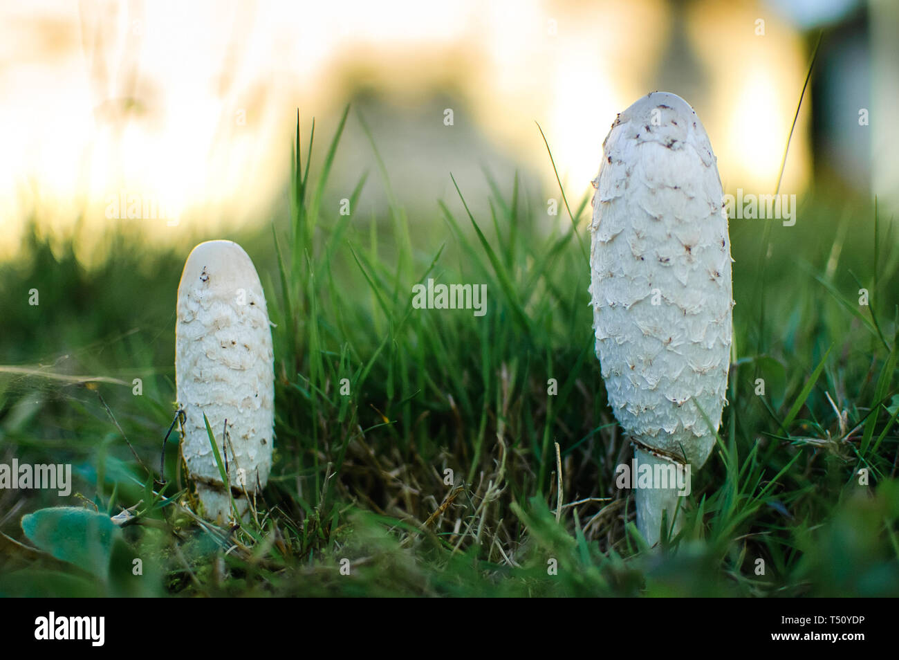 Weiß coprinus Pilze auf dem Boden. Drei weiße ovale coprinus Pilze Nahaufnahme. Stockfoto