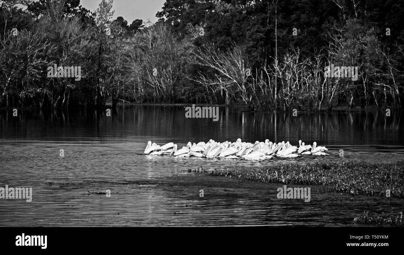 The Woodlands, TX USA - 03/14/2019 - Gruppe der American White Pelican in den Backwaters in B&W Stockfoto