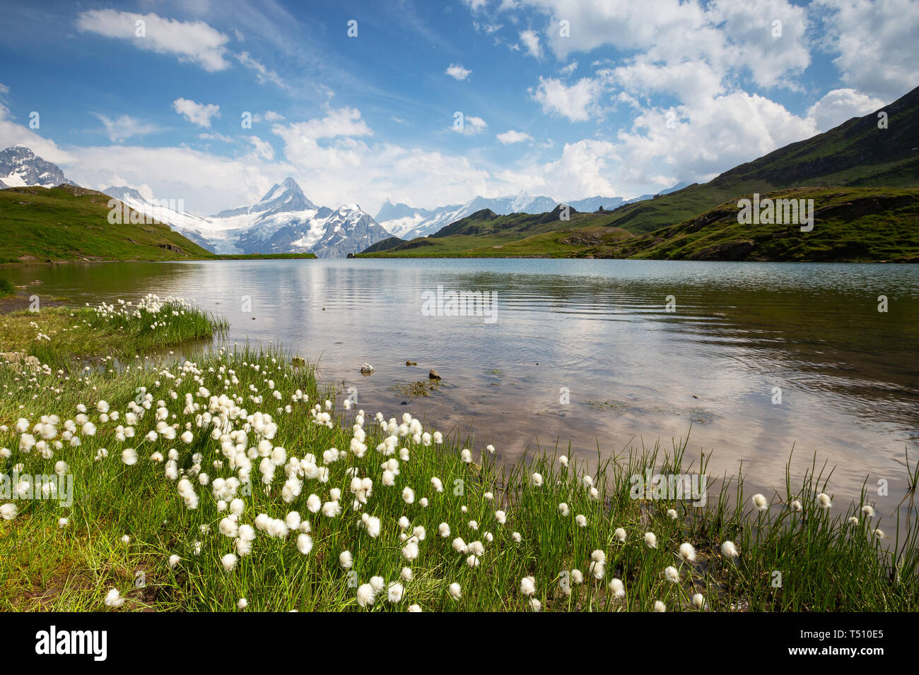 Bachsee (oder bachalpsee) Alpine Lake. Berner Oberland. Eriophorum Pflanzen. Schreckhorn Berggipfel. Grindelwald. Schweizer Alpen. Die Schweiz. Europa. Stockfoto