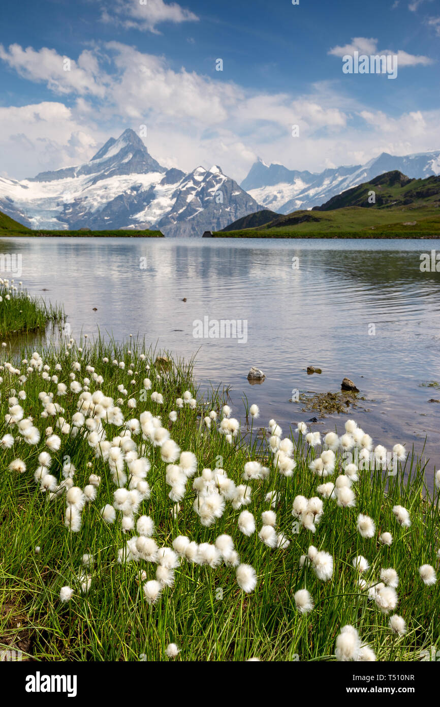 Bachsee (oder bachalpsee) Alpine Lake. Berner Oberland. Eriophorum Pflanzen. Schreckhorn Berggipfel. Grindelwald. Schweizer Alpen. Die Schweiz. Europa. Stockfoto