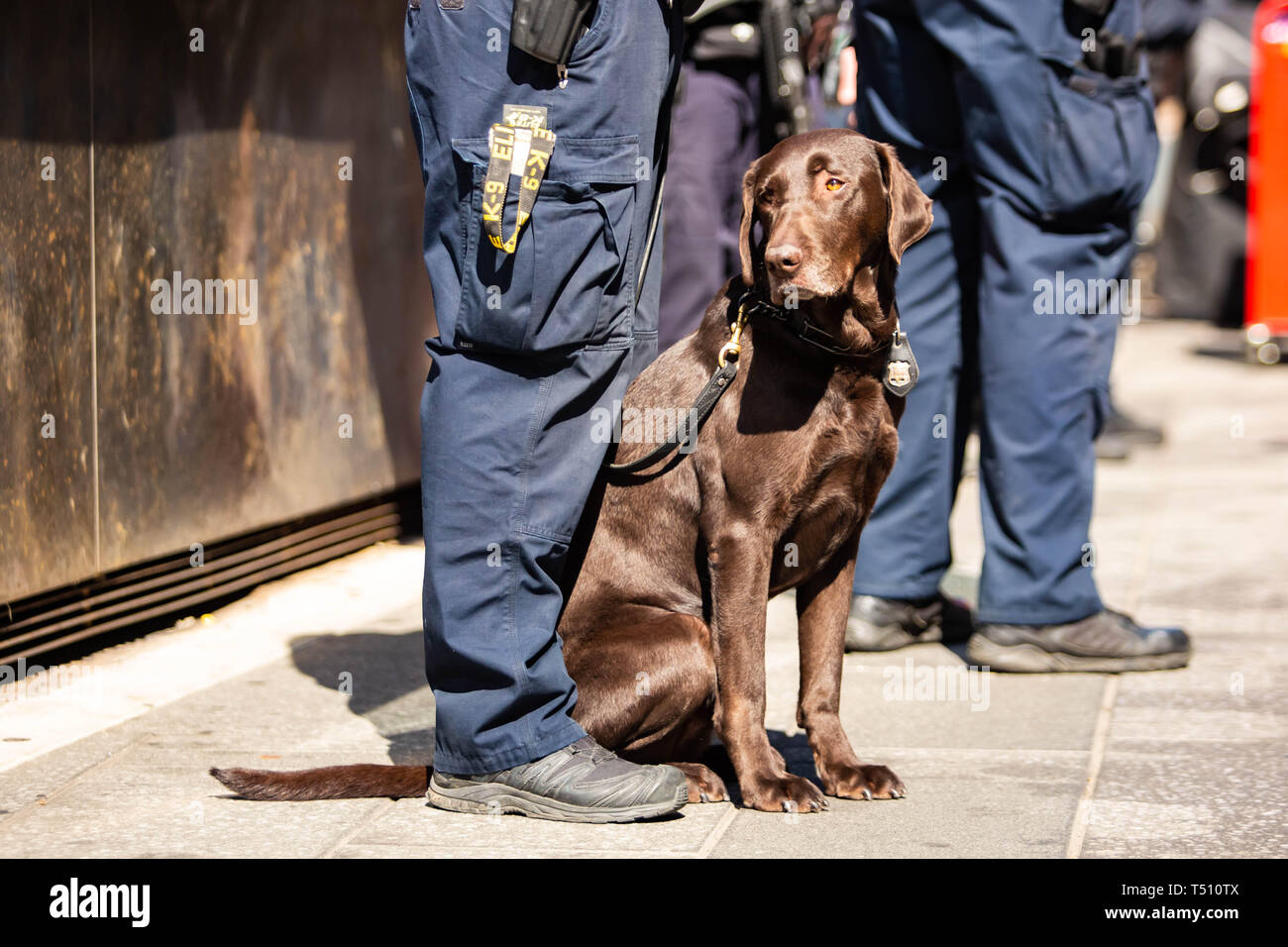 K9 Polizei Hund zusammen mit Officer am Tag Stockfoto